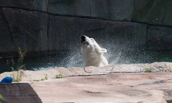 Urso branco grande em uma água em um zoológico — Fotografia de Stock