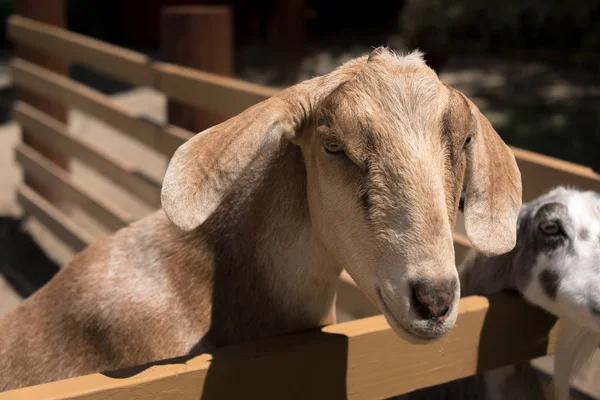 Grote jonge geit op een kant van de boerderij — Stockfoto