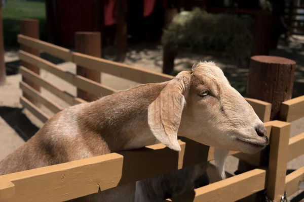 Gran cabra joven en una granja rural —  Fotos de Stock