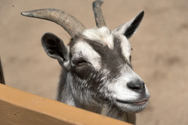 Gran cabra joven en una granja rural — Foto de Stock