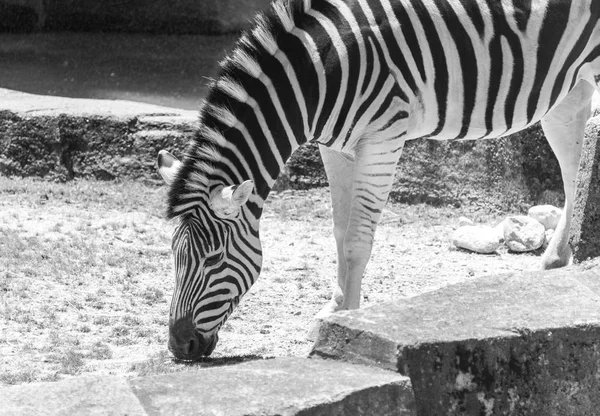 Grande zebra comendo em um zoológico de Milwaukee — Fotografia de Stock