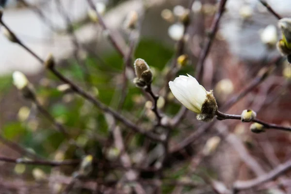Primeiras flores em uma árvore — Fotografia de Stock