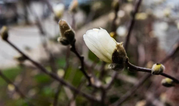 Primeiras flores em uma árvore — Fotografia de Stock