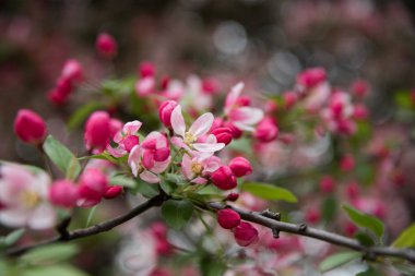 Bir yerde pembe çiçekler