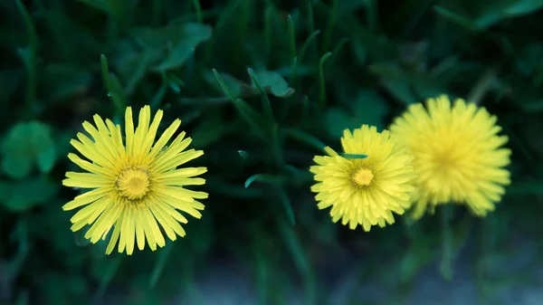 Dandelion — Stock Photo, Image