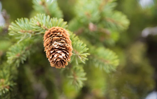 Cone de abeto — Fotografia de Stock