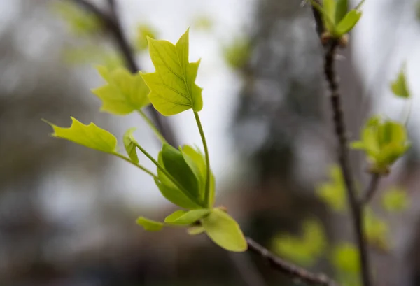 Folhas verdes — Fotografia de Stock