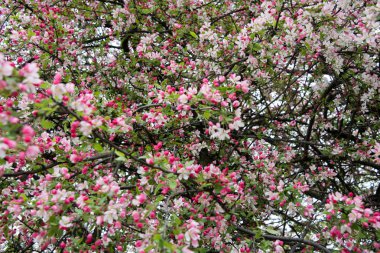 Bir yerde pembe çiçekler