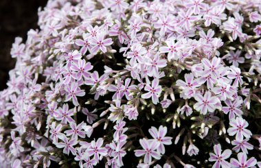 Bir yerde pembe çiçekler