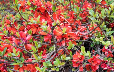 kırmızı çiçekler