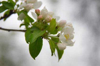 Ağaçtaki beyaz çiçekler