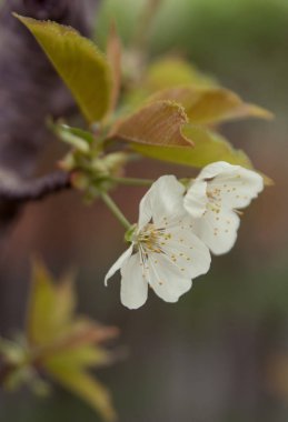 Ağaçtaki beyaz çiçekler