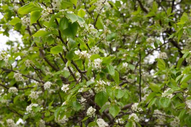 Ağaçtaki beyaz çiçekler