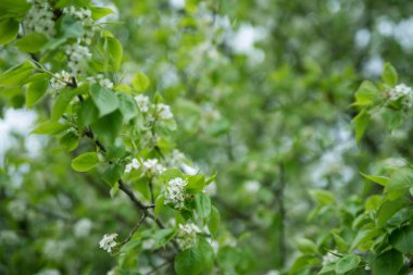 Ağaçtaki beyaz çiçekler