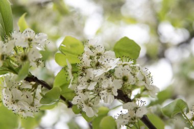 Ağaçtaki beyaz çiçekler