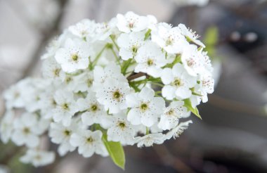 Ağaçtaki beyaz çiçekler