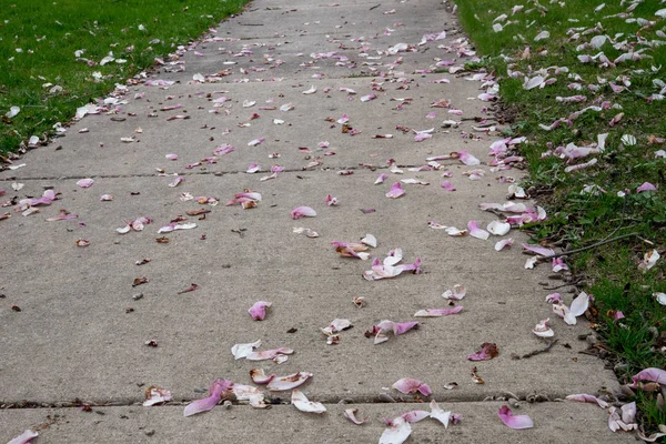 Rózsaszín virágok a földön — Stock Fotó