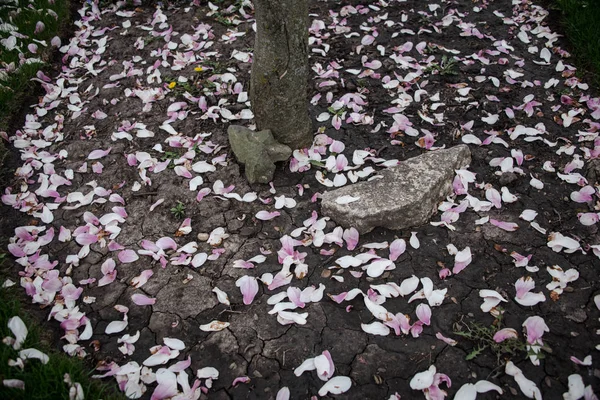 Flores cor de rosa em um chão — Fotografia de Stock