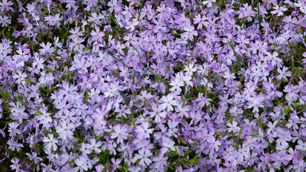 Violette Blüten — Stockfoto