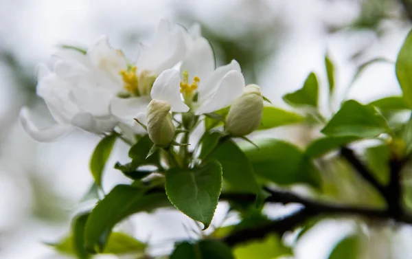 Witte bloemen op een boom — Stockfoto