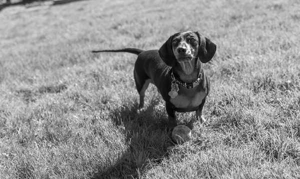 Dachshund — Stock Photo, Image