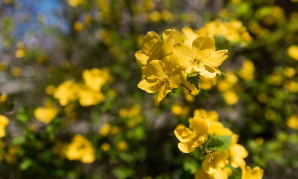 Flores — Fotografia de Stock