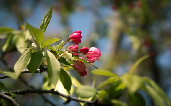 Flores em uma árvore — Fotografia de Stock