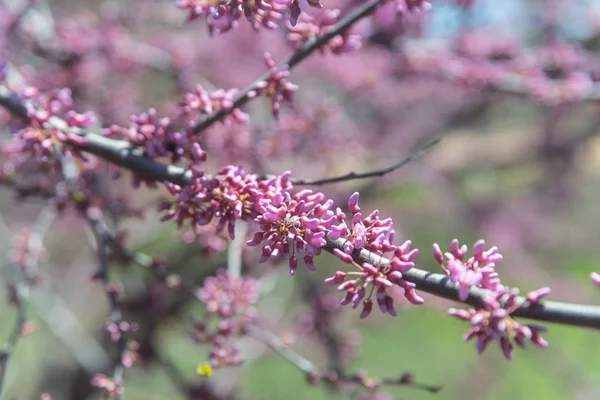 Flores em uma árvore — Fotografia de Stock