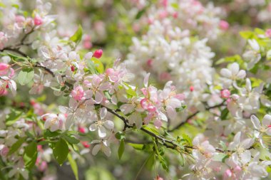 Ağaçtaki çiçekler