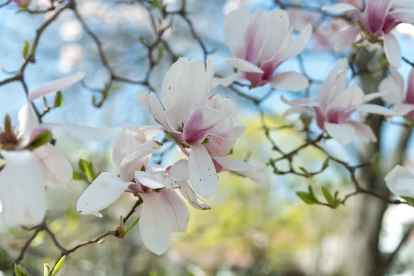 Blumen auf einem Baum — Stockfoto