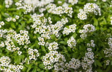 Yeşil Bush küçük beyaz çiçekler