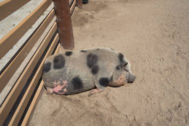 Küçük genç buzağıyı bir ülke çiftlikte