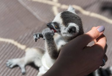 Ona bir çocuk bezi ile küçük genç lemur
