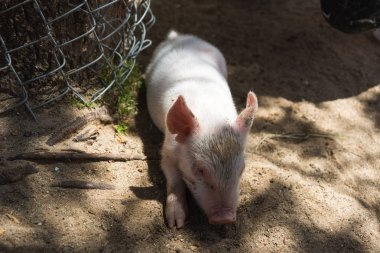 Bir çiftlikte genç küçük bebek domuz