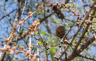 Ağaçtaki çiçekler