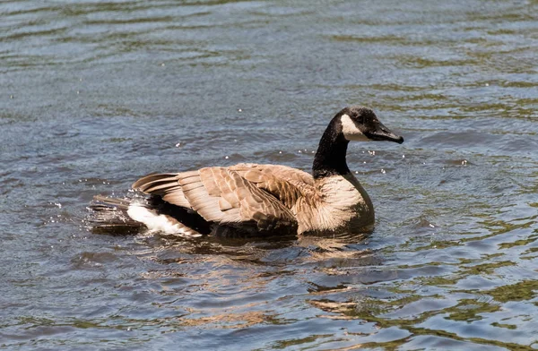 Ganso en un lago en un zoológico — Foto de Stock