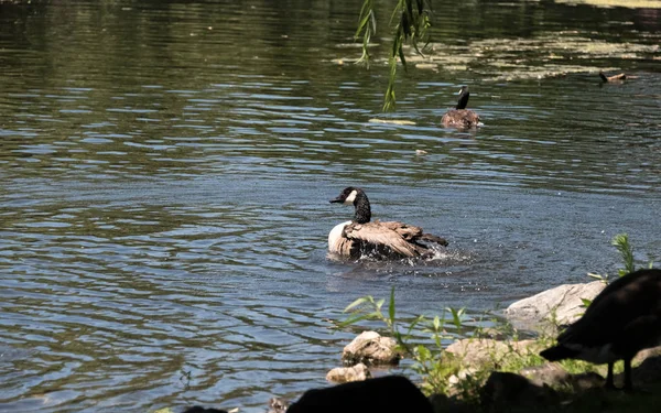 Goose on a lake in a zoo — Stock Photo, Image