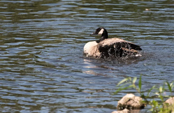 Ganso en un lago en un zoológico —  Fotos de Stock