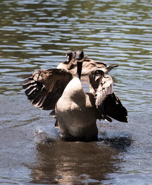 Ganso en un lago en un zoológico — Foto de Stock