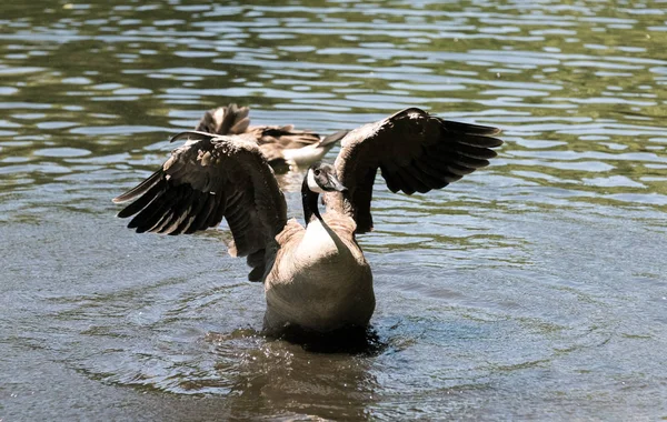 Oca su un lago in uno zoo — Foto Stock