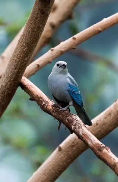 Grey and blue bird sitting on a branch