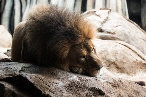 Löwe liegt auf einem großen Felsen im Zoo — Stockfoto