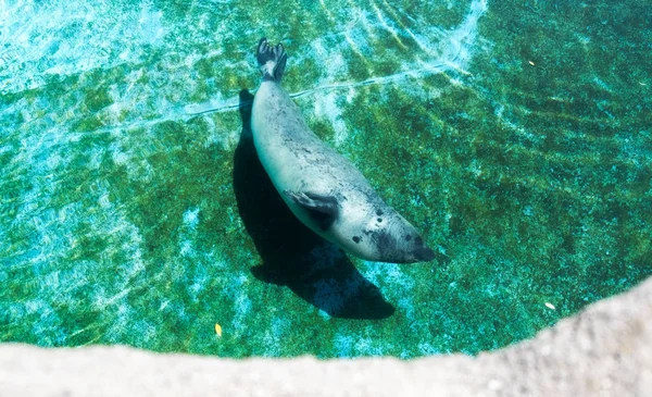 León marino nadando en el agua en un zoológico — Foto de Stock