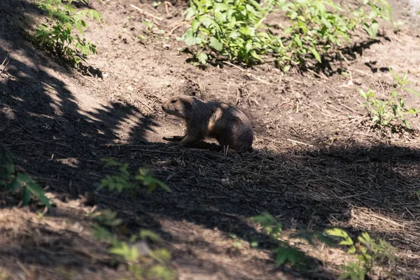 Kleine volwassen praire hond in het veld — Stockfoto