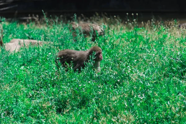 Small monkey walking through the green grass