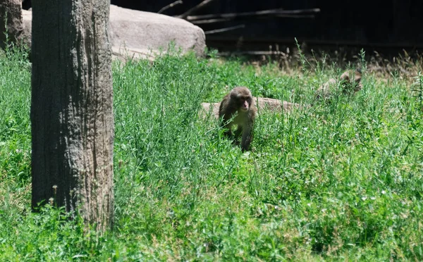 Small monkey walking through the green grass