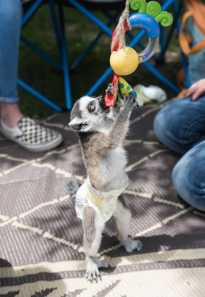 Küçük genç lemur ona çocuk bezi ile