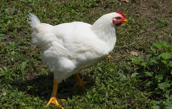 Pollo blanco en una hierba verde en la granja — Foto de Stock