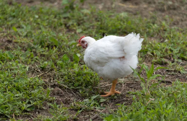 Белая курица на зеленой траве на ферме — стоковое фото