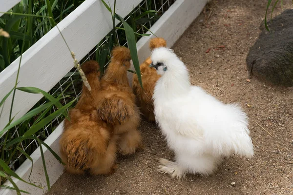 White chicken on a green grass on the farm — Stock Photo, Image